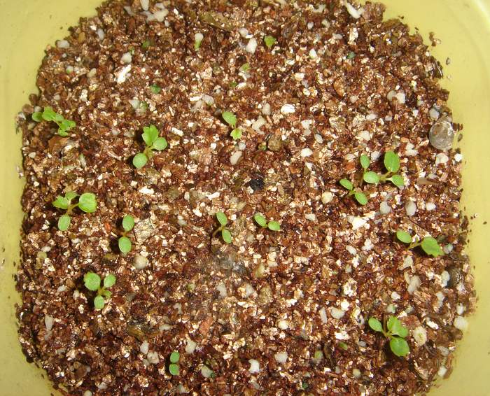 蔬菜种子 草莓种子 水果种子 菠萝莓 红莓 洋莓 地莓