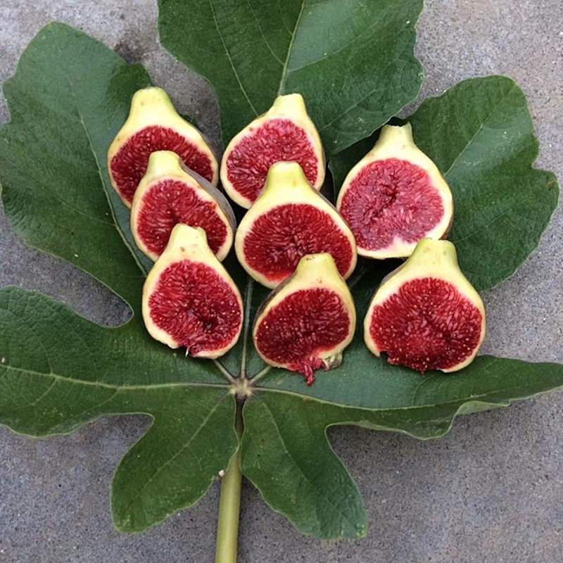 无花果树果苗南北方盆栽地栽四季种植当年结果特大波姬红无花果苗10年
