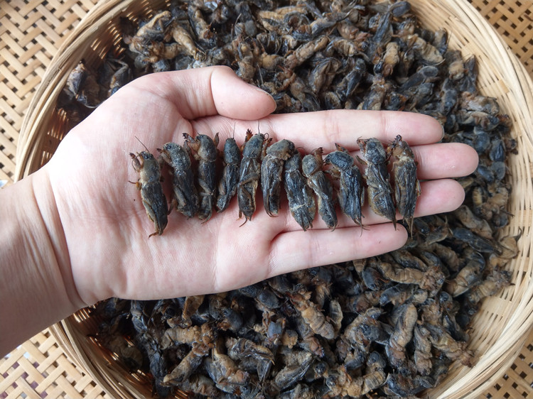 1斤新鲜速冻精选蝼蛄蝲蝲蛄土狗土狗仔食用昆虫