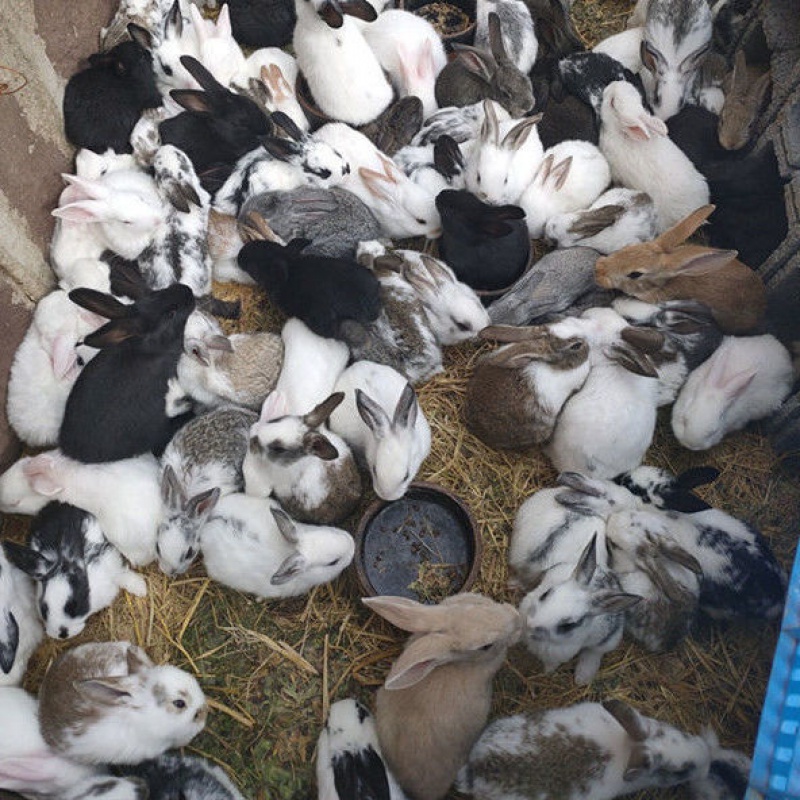 【京选推荐】兔子月月兔小白兔家养兔子活体大型肉兔种兔苗小兔子幼崽