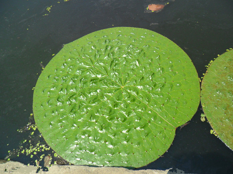 漂浮植物水生植物芡实苗鸡头米植物净化水质池塘绿化造景植物 禾中 子