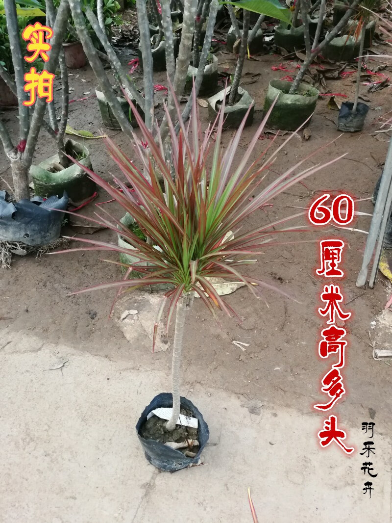 七彩铁千年木盆栽 三色龙血树 观叶植物 室内老桩盆景 吸甲醛 70-80高