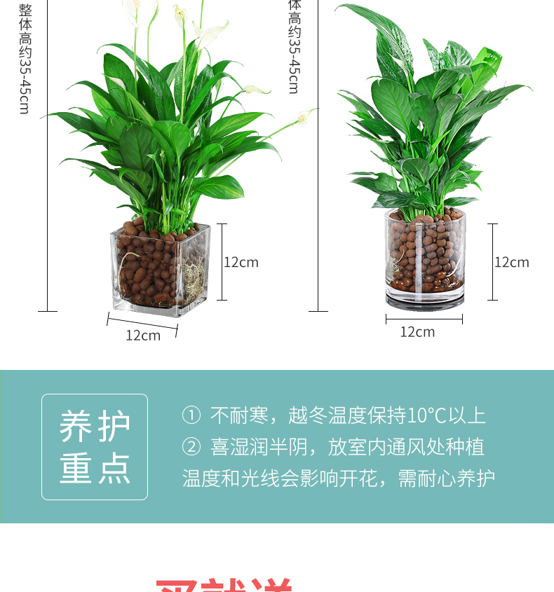 客厅 插花 家居水培白掌盆栽一帆风顺室内花植物办公室红掌水养净化