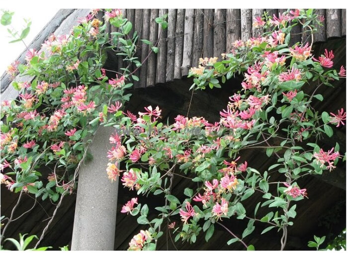 爬藤金银花苗阳台庭院爬墙树桩树苗攀援植物盆栽种植三角梅杜鹃 f6