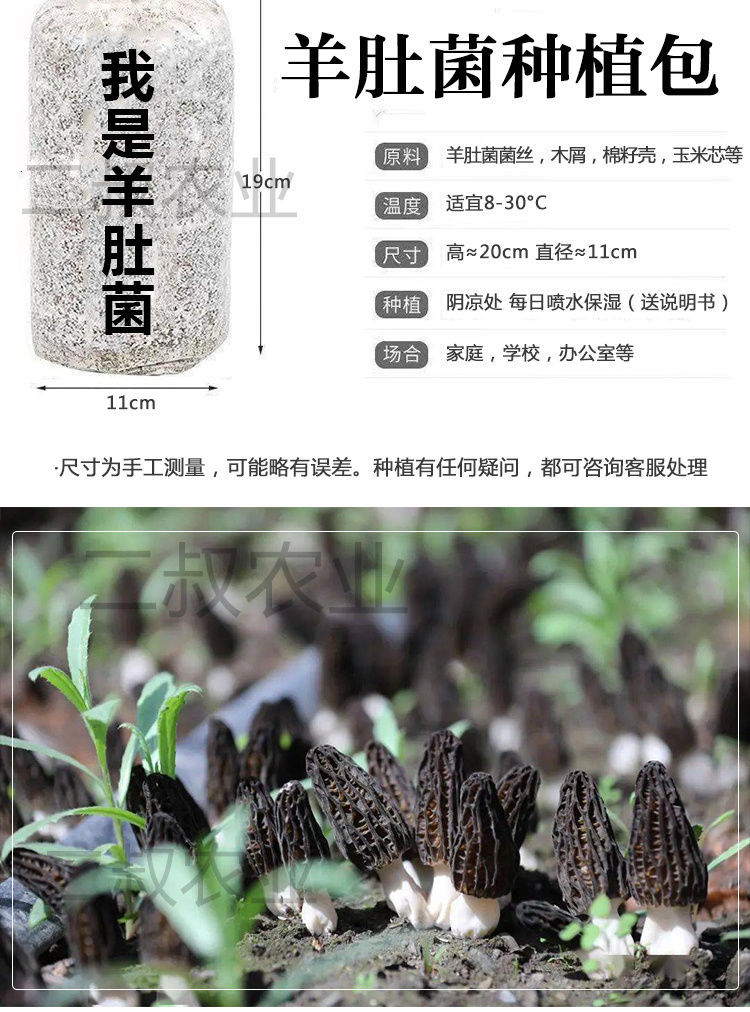 22年高产羊肚菌菌包编笠菌正宗母种子食用菌羊肚蘑菇速产阳台种植 菌
