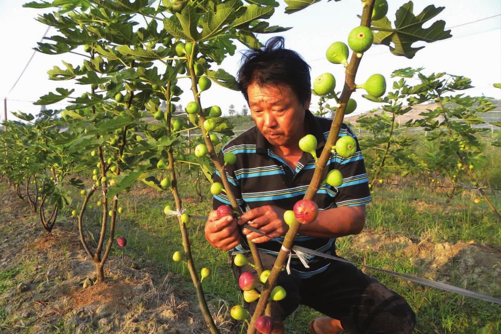 【买二送一】无花果树苗盆栽地栽无花果苗南方北方种植庭院植物树苗