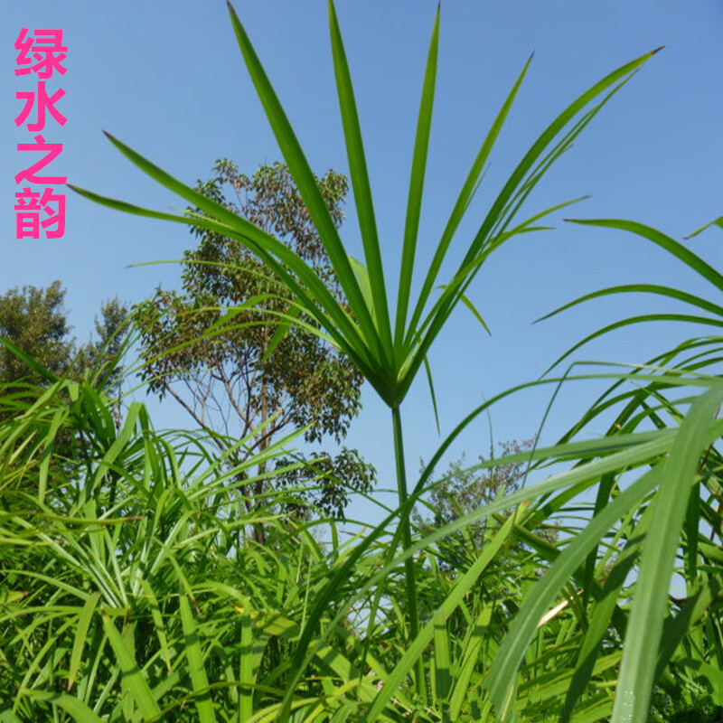 水生挺水植物旱伞草水竹水棕竹水养客厅室内水培池塘灯芯草150株剪