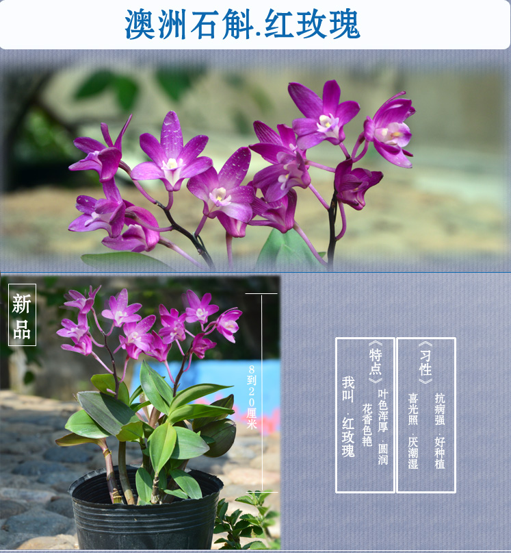 精品正宗澳洲香水石斛兰花苗冬带花苞浓香花苞室内绿植盆栽花卉 澳洲