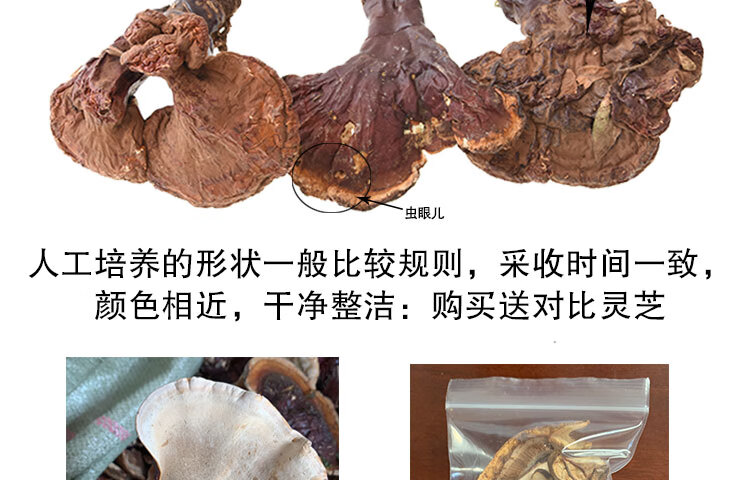 长白山野生灵芝白肉灵芝松杉灵芝白心赤芝整枝非西藏不苦香浓100g