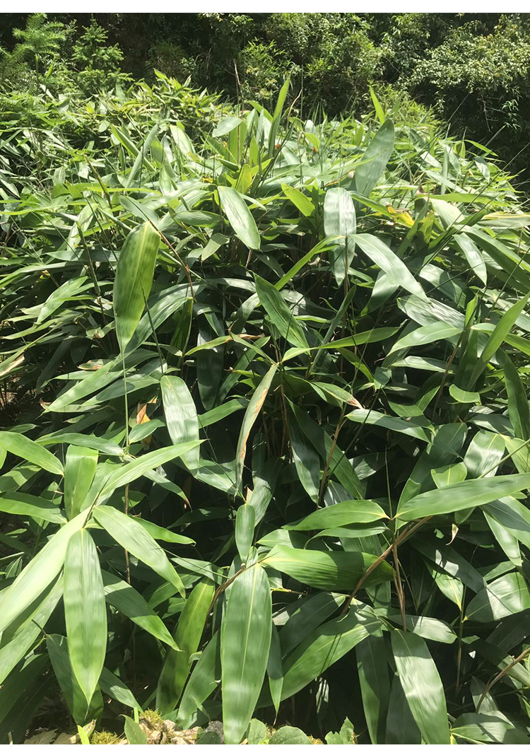 100片 新鲜粽叶 现摘新鲜野生粽叶箬叶大粽子叶棕叶芦苇叶种叶送粽绳