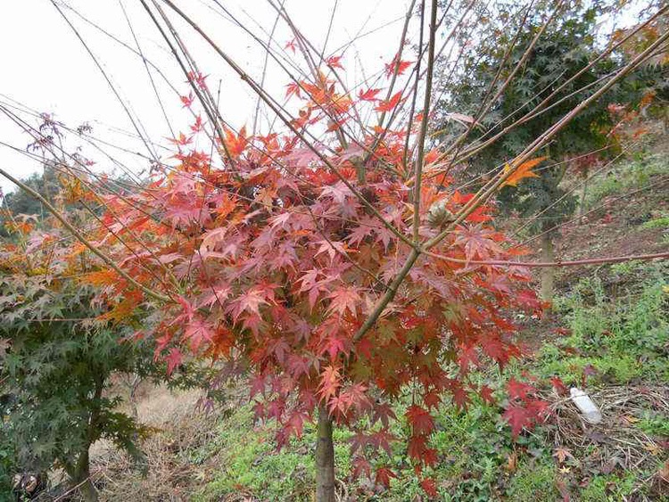 绿化苗庭院植物花卉日本红枫苗小叶鸡爪槭苗鸡爪枫苗风景树苗鸡爪槭6