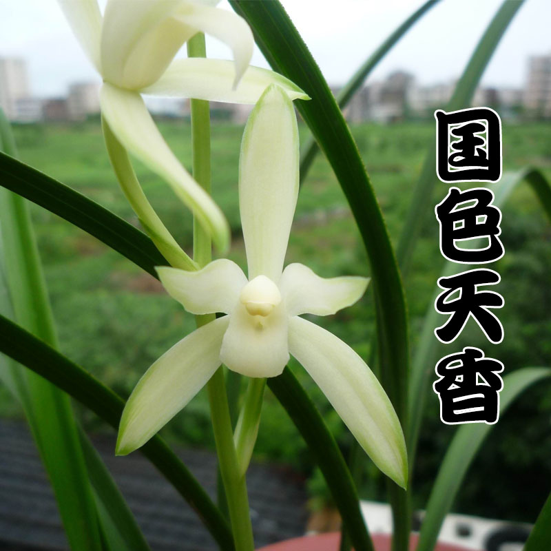 铁骨素兰花 建兰铁骨素 天香素兰花苗四季兰铁骨素国色天香盆栽植物