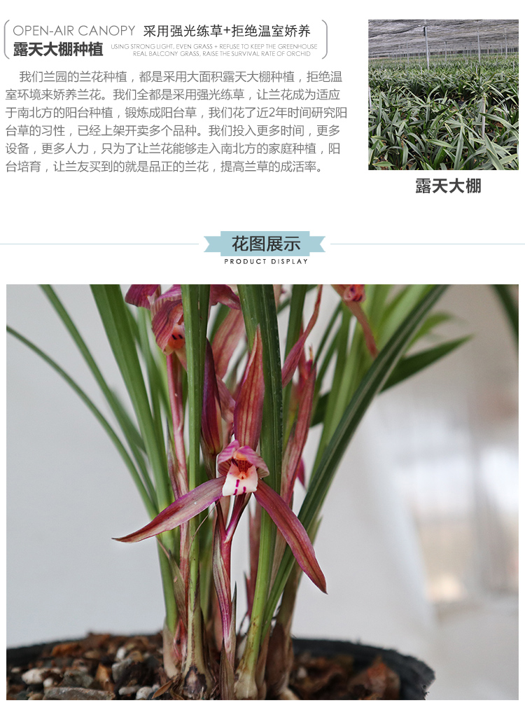 云南朵香春兰花苗新品 红韵妃 花大红色浓香冬带花苞出售 香妃3苗连体