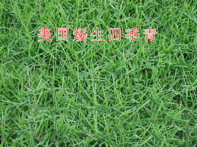 修剪美国四季青批发耐寒早熟禾高羊茅护坡草草籽黑麦草 停车砖 矮脚狗