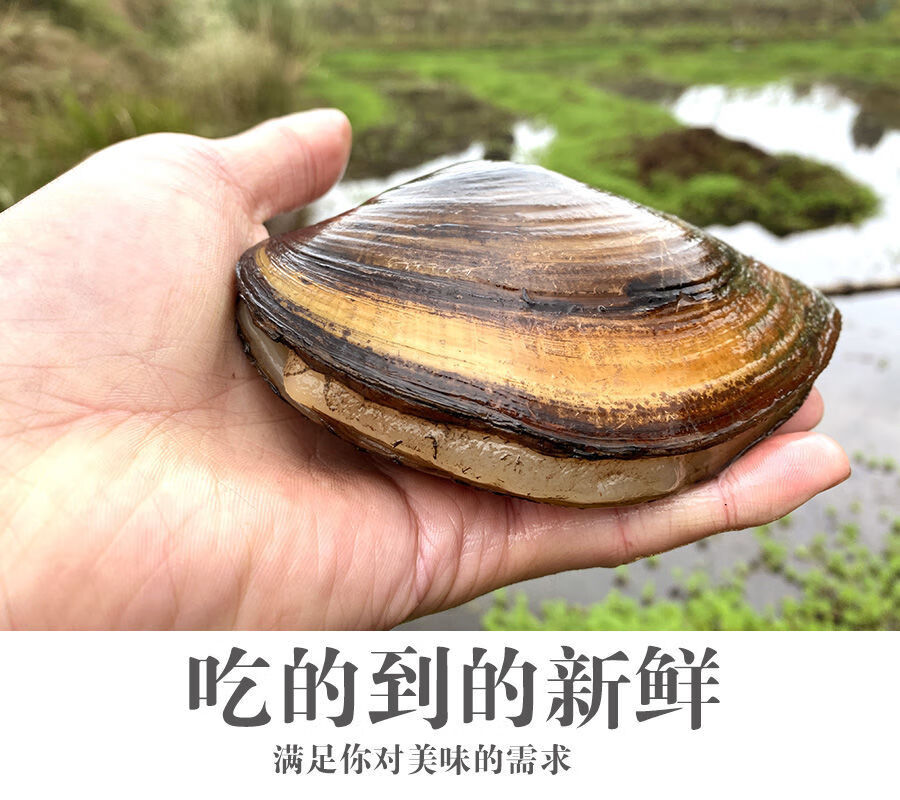 大河蚌农家新鲜淡水活体肉蚌壳歪儿河蛤蜊鸟贝69厘米5只加2只