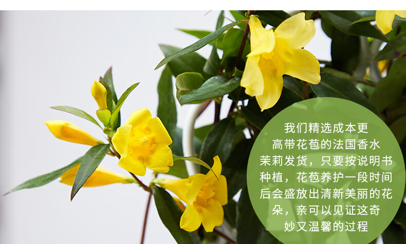 法国香水茉莉盆栽带花爬藤植物四季开花冬季室外庭院阳台耐寒花卉