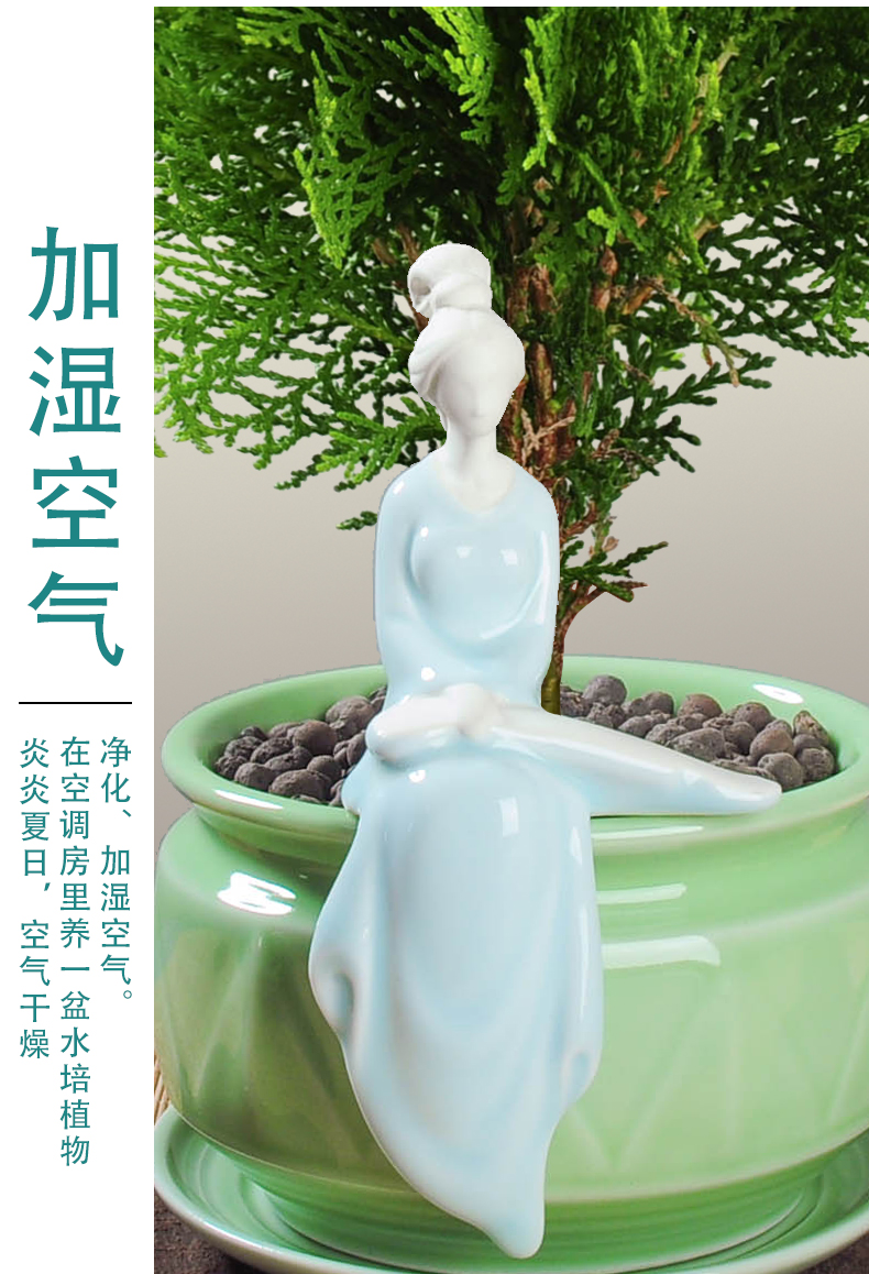 柏树盆景黄金柏绿植室内除甲醛花卉植物好养树苗易活净化空气盆栽