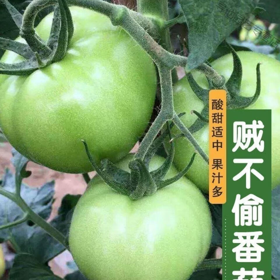 贼不偷番茄种子青柿子西红柿超甜东北绿番茄南北阳台菜园易种蔬菜贼不