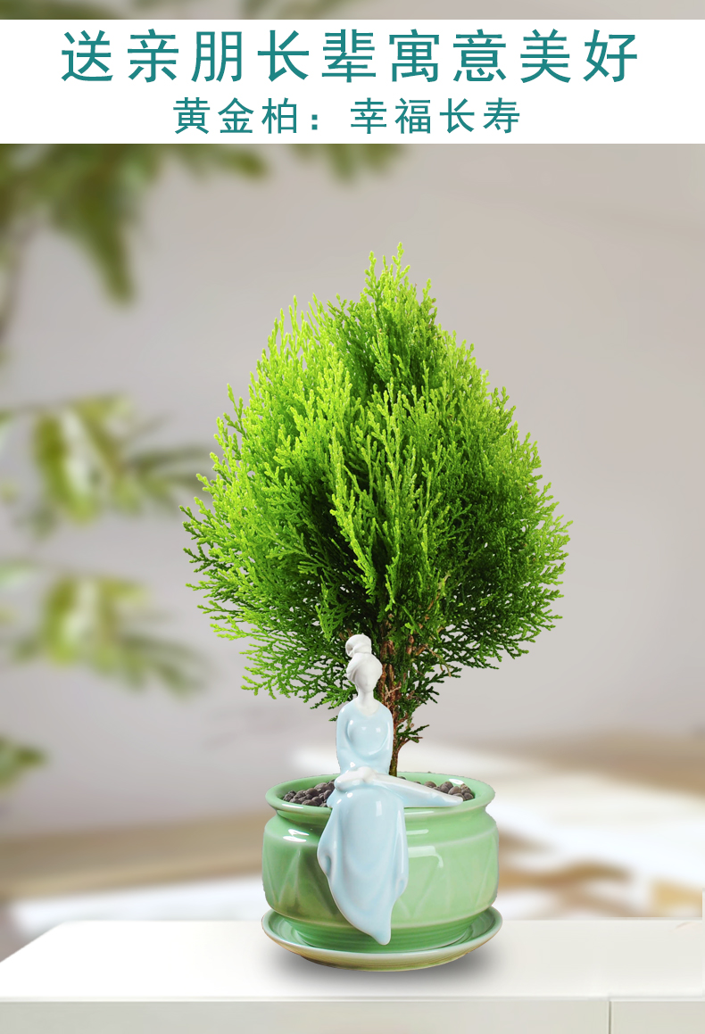 柏树盆景黄金柏绿植室内除甲醛花卉植物好养树苗易活净化空气盆栽