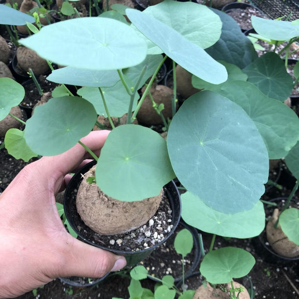 金不换血藤绿藤红藤山乌龟带盆带叶栽好多肉植物花卉盆栽水培绿植奇艺