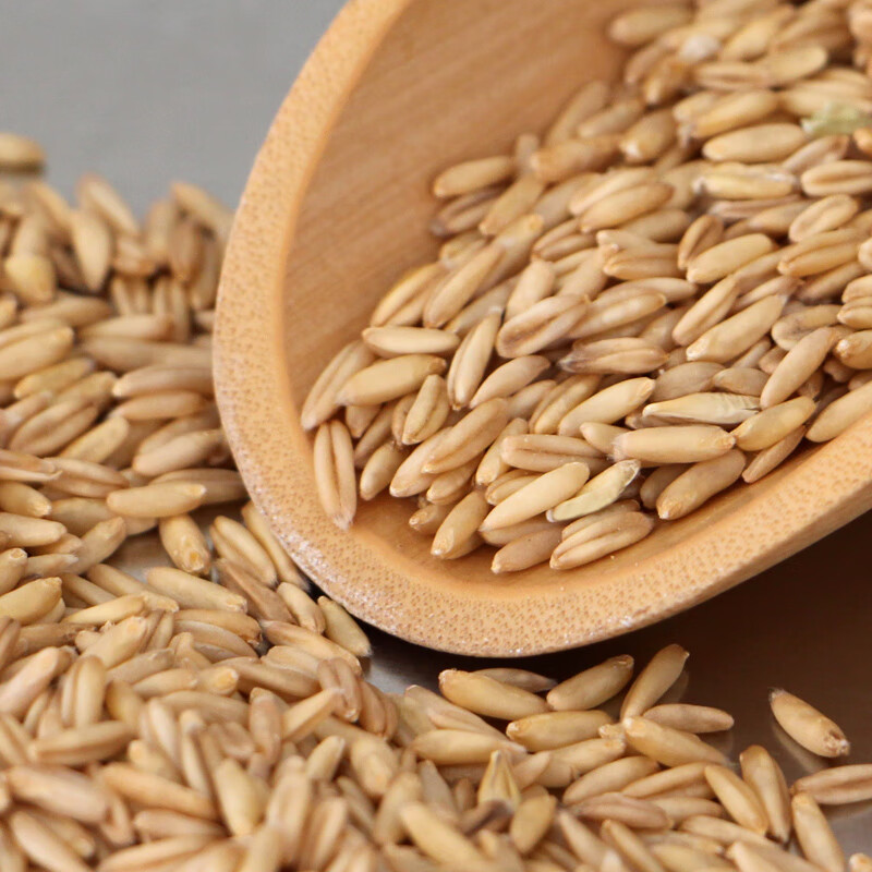 燕麦米全胚芽燕麦粒生裸燕麦莜麦内蒙古赤峰食用五谷杂粮粗粮5斤