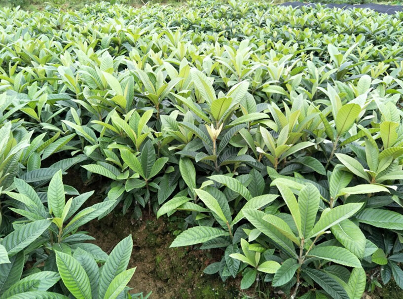 苗嫁接枇杷树苗盆栽地栽南方北方种植果树苗当年结果琵琶果苗 蒙自 1