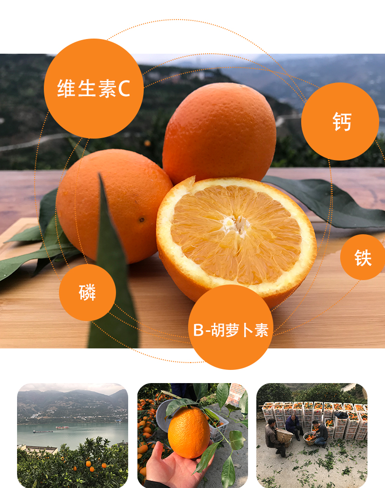 广柑奉节脐橙纽荷尔5斤新鲜长虹10非赣南正宗现摘现发