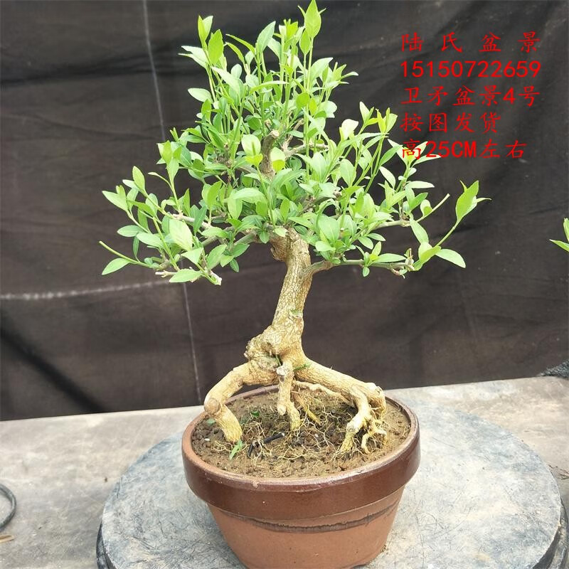 易水之夏真弓盆景卫矛盆景老桩微盆丝棉木日本鬼羽箭盆景微盆开花结果