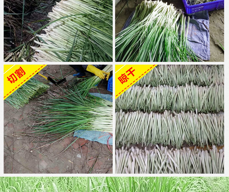 新鲜香茅草15斤柠檬草香矛草香毛草泰国冬阴功汤料奶茶店东南亚菜配料