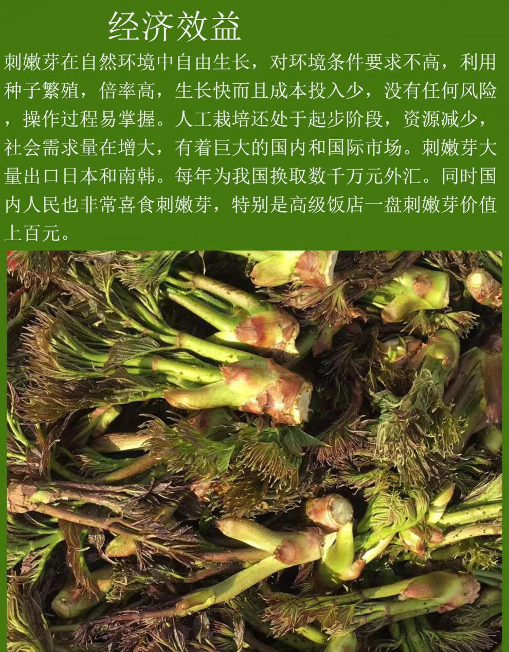 东北刺嫩芽苗树苗带跟刺老芽苗子刺老包苗刺龙芽乌龙头苗山野菜苗510