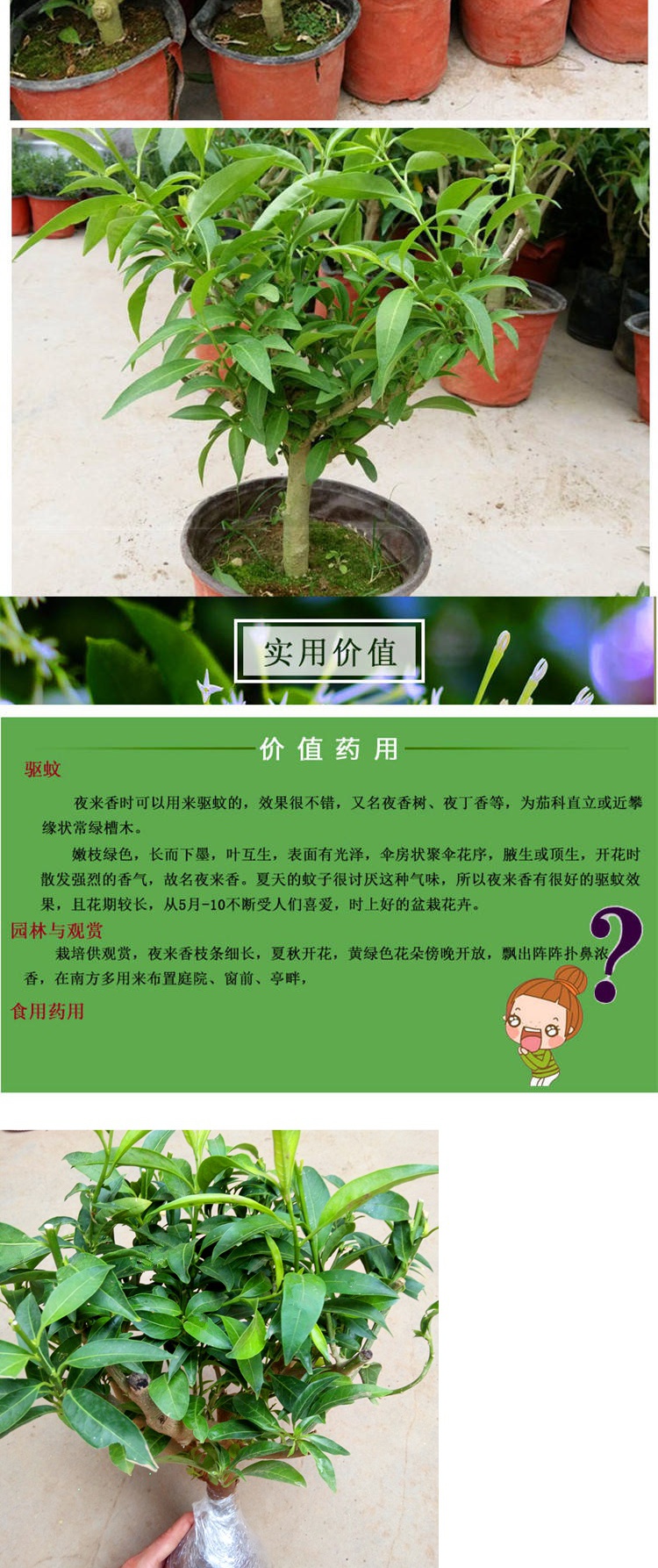 夜来香花树苗九里香夜来香盆栽花卉植物室内驱蚊花苗浓香四季开花