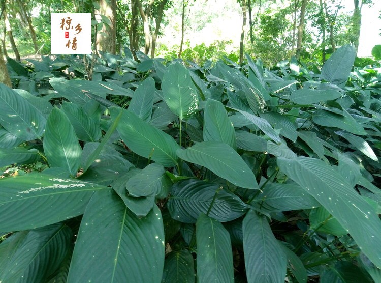 粽叶树苗大粽子叶苗种植大粽叶苗广西大柊叶苗新鲜大冬叶苗观叶苗粽子