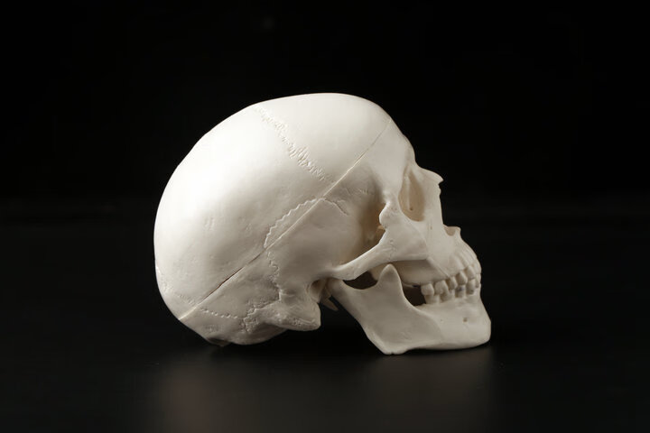 美术医学仿真骷髅 人 头颅骨解剖标本 彩色分区头颅头骨 可拆分22部件
