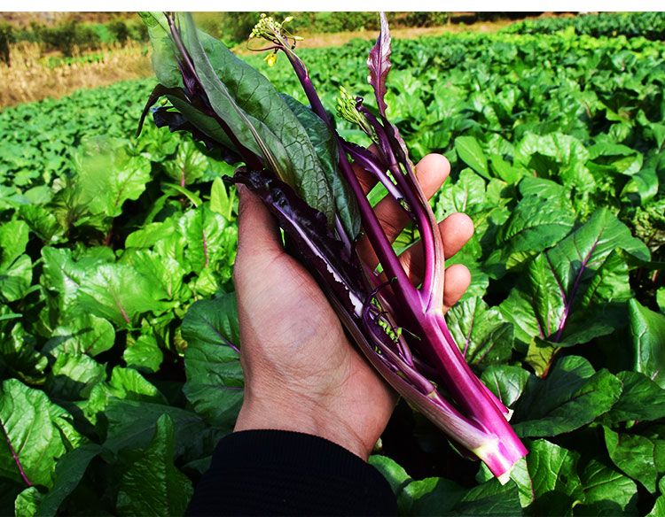 湖北农家现摘现发新鲜红油菜苔新鲜菜心鲜红油菜苔新鲜蔬菜5斤