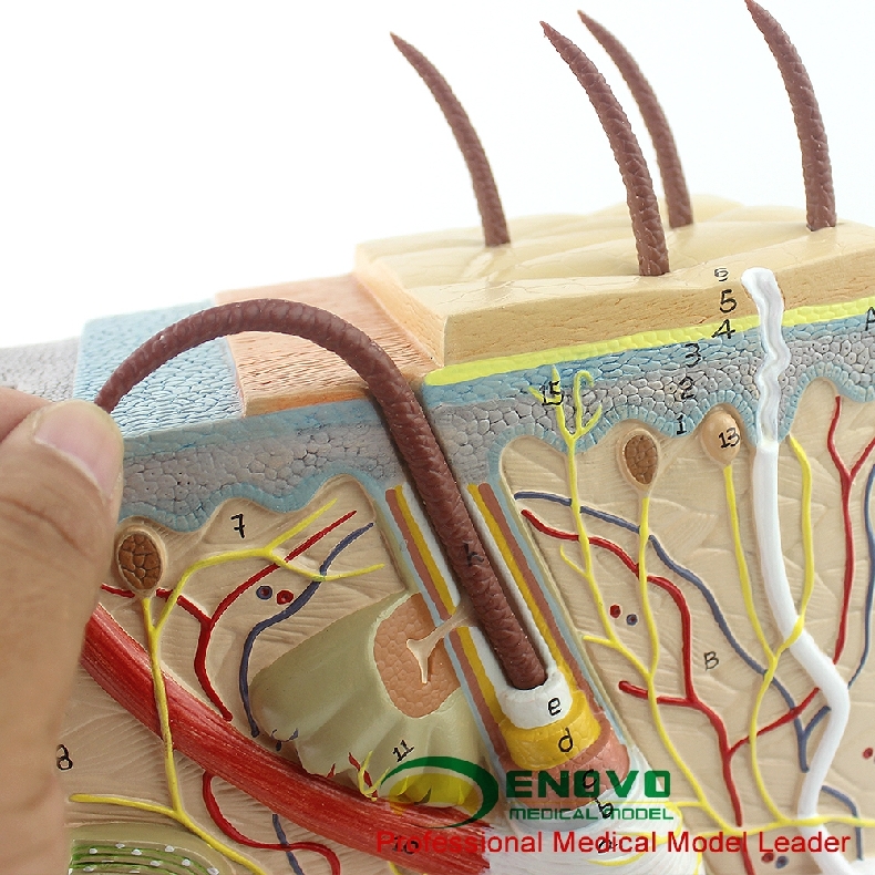 enovo颐诺 放大版人体皮肤解剖结构模型微创皮肤 美容 微整形脸面部