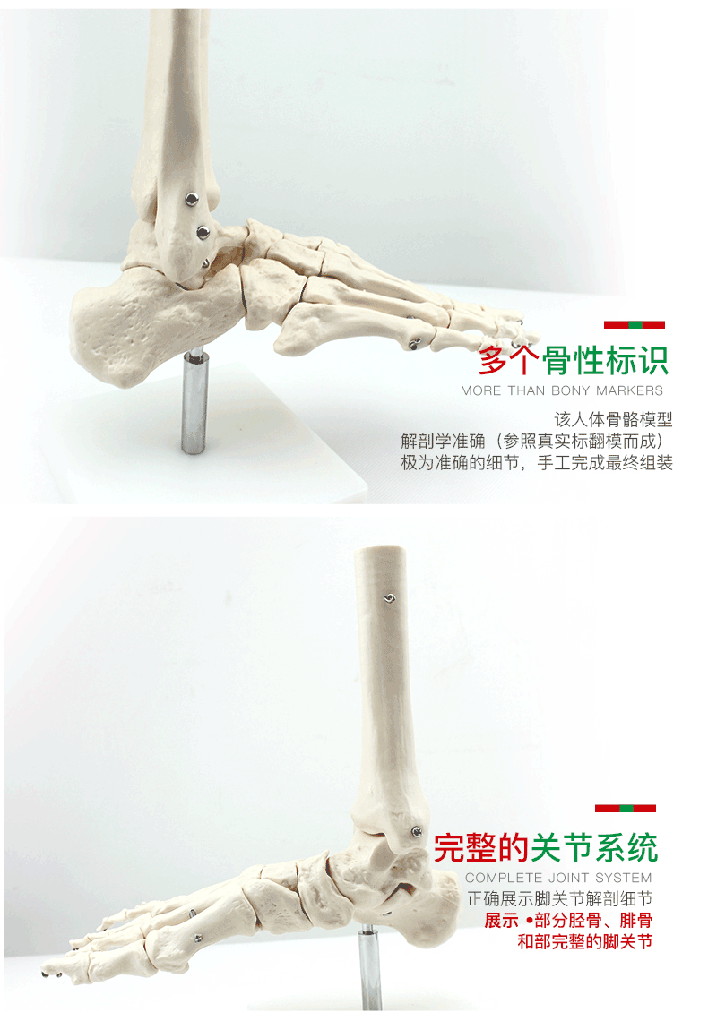 enovo颐诺人体高端医学1:1人体踝关节模型足关节脚关节手足外科胫腓骨