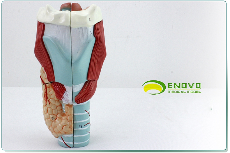 enovo颐诺医学人体喉模型喉肌喉软骨模型喉咙咽喉腔解剖喉腔喉头结构