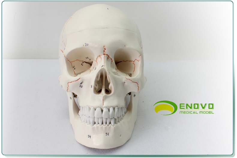 1医学用高端仿真成人人体头骨模型头颅骨模型头骨口腔颅骨模型解剖