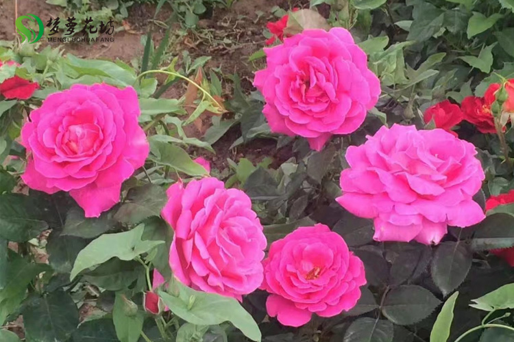 北京基地大花品种香水月季欧月庭院四季开花绿植盆栽花卉藤本花苗