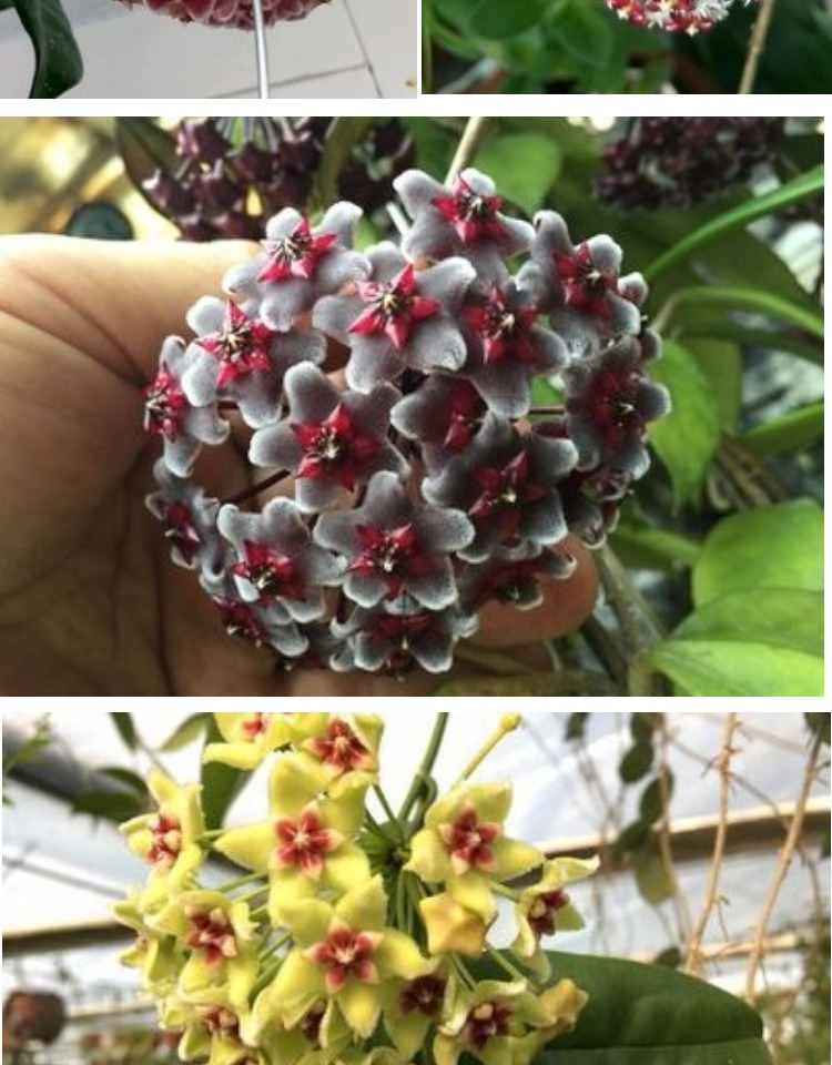 爬藤攀援花卉绿植银斑球兰花绿叶球兰大苗球兰花苗开球形花玉女不含盆
