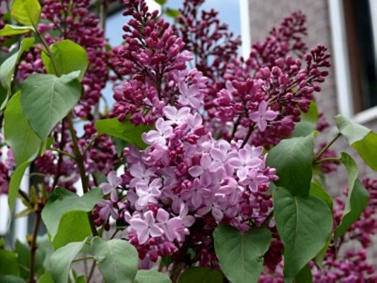 千姿秀 丁香花苗庭院 盆栽可开花植物丁香花树苗浓香花卉香飘十里