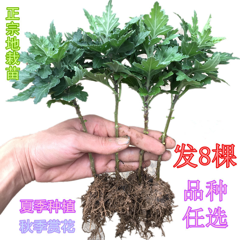 菊花苗四季开花杭州白菊食用菊花乒乓菊花盆栽室内观花植物千头菊 白