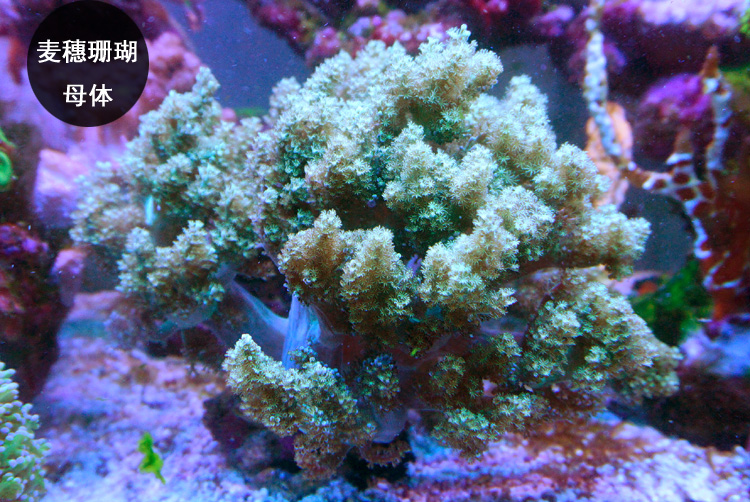 麦穗珊瑚人工lps活体珊瑚皮革珊瑚可繁殖快递包活兴国海人工日本麦穗