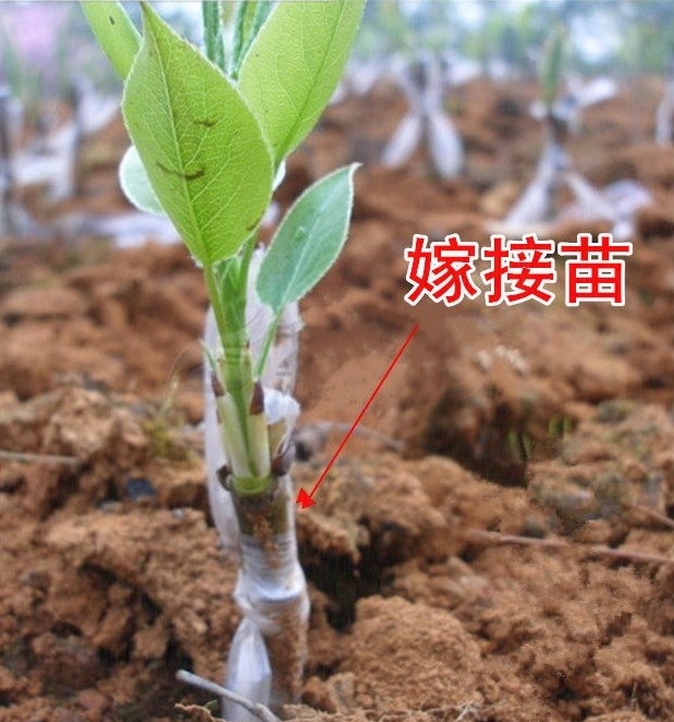 梨树苗梨树嫁接苗果树苗南方北方种植当年结果 盆栽地栽鸭梨 中华玉梨