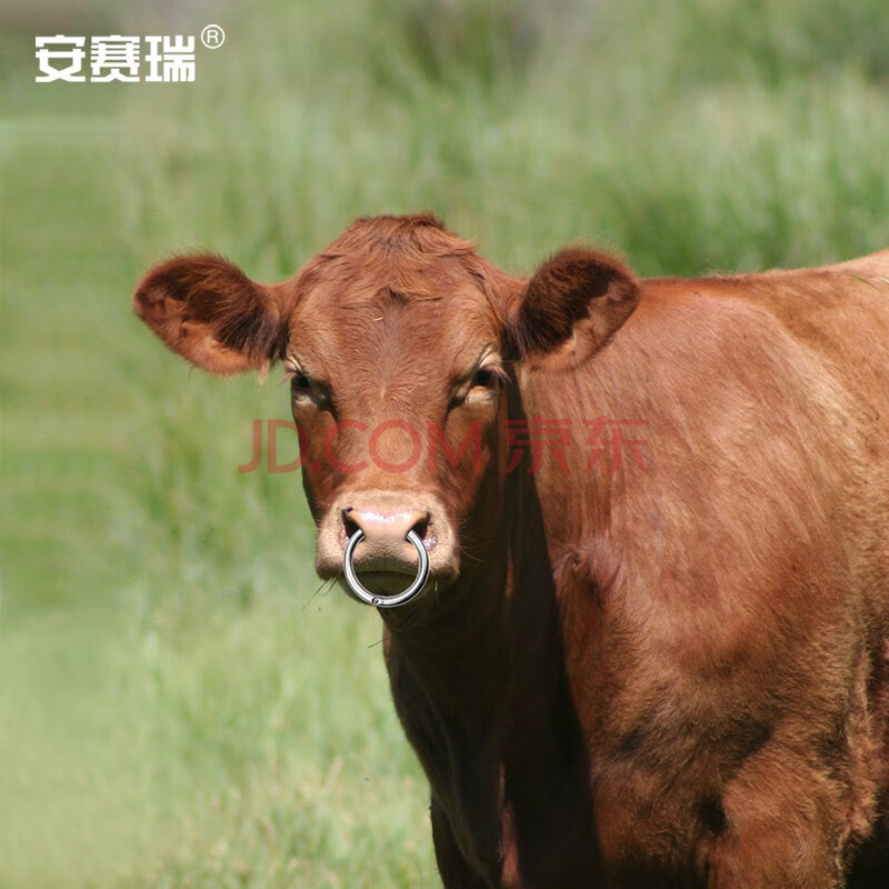 安赛瑞 牛鼻环 不锈钢牛鼻环 牛鼻圈牛鼻夹牛保定器牛羊养殖设备 小号