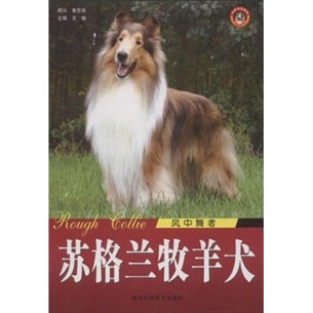 风中舞者：苏格兰牧羊犬