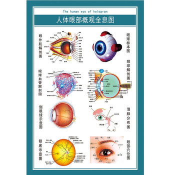 眼睛眼球结构图眼球解剖图剖面图海报视力眼操挂图展板贴画 人体眼球