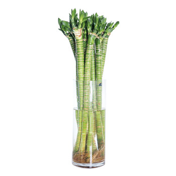 花七休 富贵龙竹(六支不含瓶 高约50cm)水培绿植花卉盆栽 室内居家
