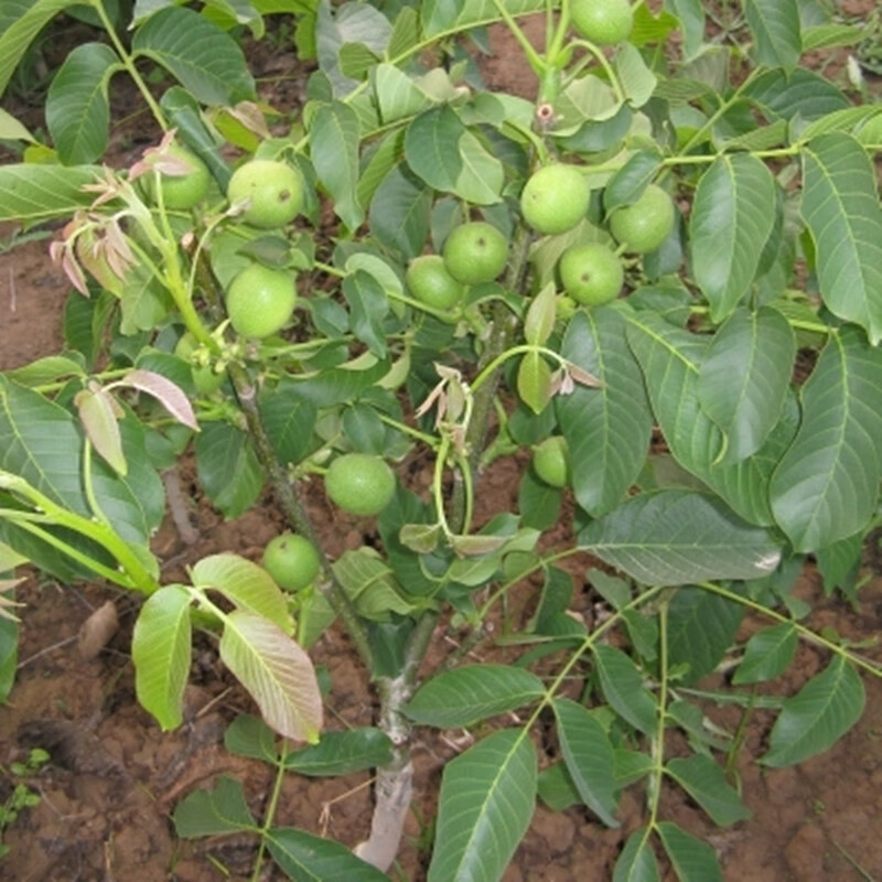 嫁接碧根果苗 碧根果苗 核桃树苗美国碧根果树苗嫁接苗长寿果当年结果