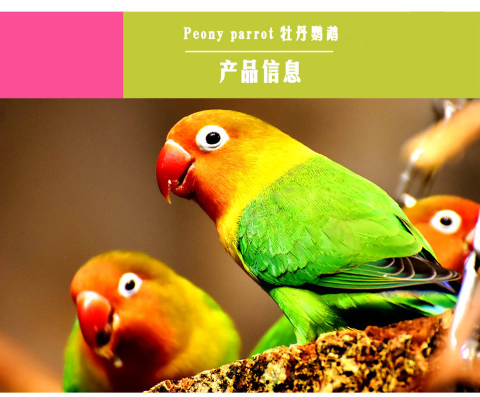 朗缤 棕头牡丹鹦鹉活体爱情鸟活体黄桃绿桃蓝普兰白面